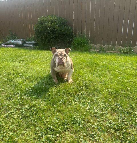 Lucy, a Adoptable English Bulldog in Chicago, IL image 3/6