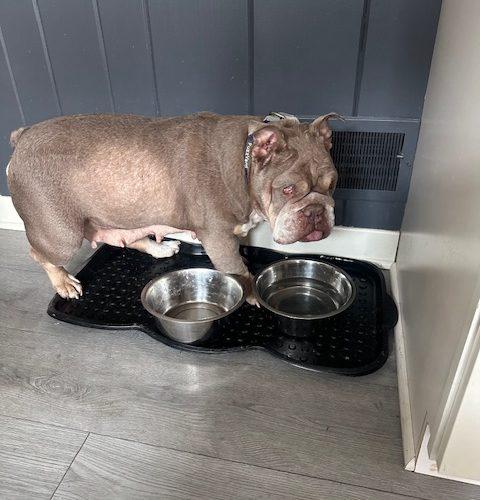 Lucy, a Adoptable English Bulldog in Chicago, IL image 4/6