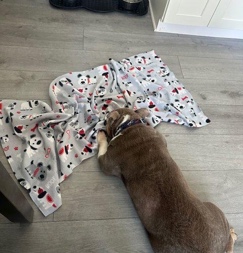 Lucy, a Adoptable English Bulldog in Chicago, IL image 5/6