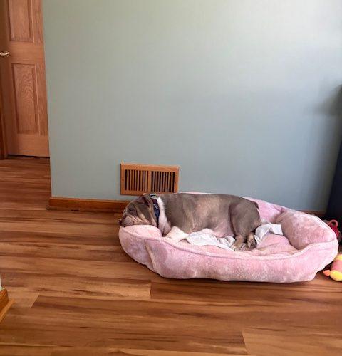 Lucy, a Adoptable English Bulldog in Chicago, IL image 6/6