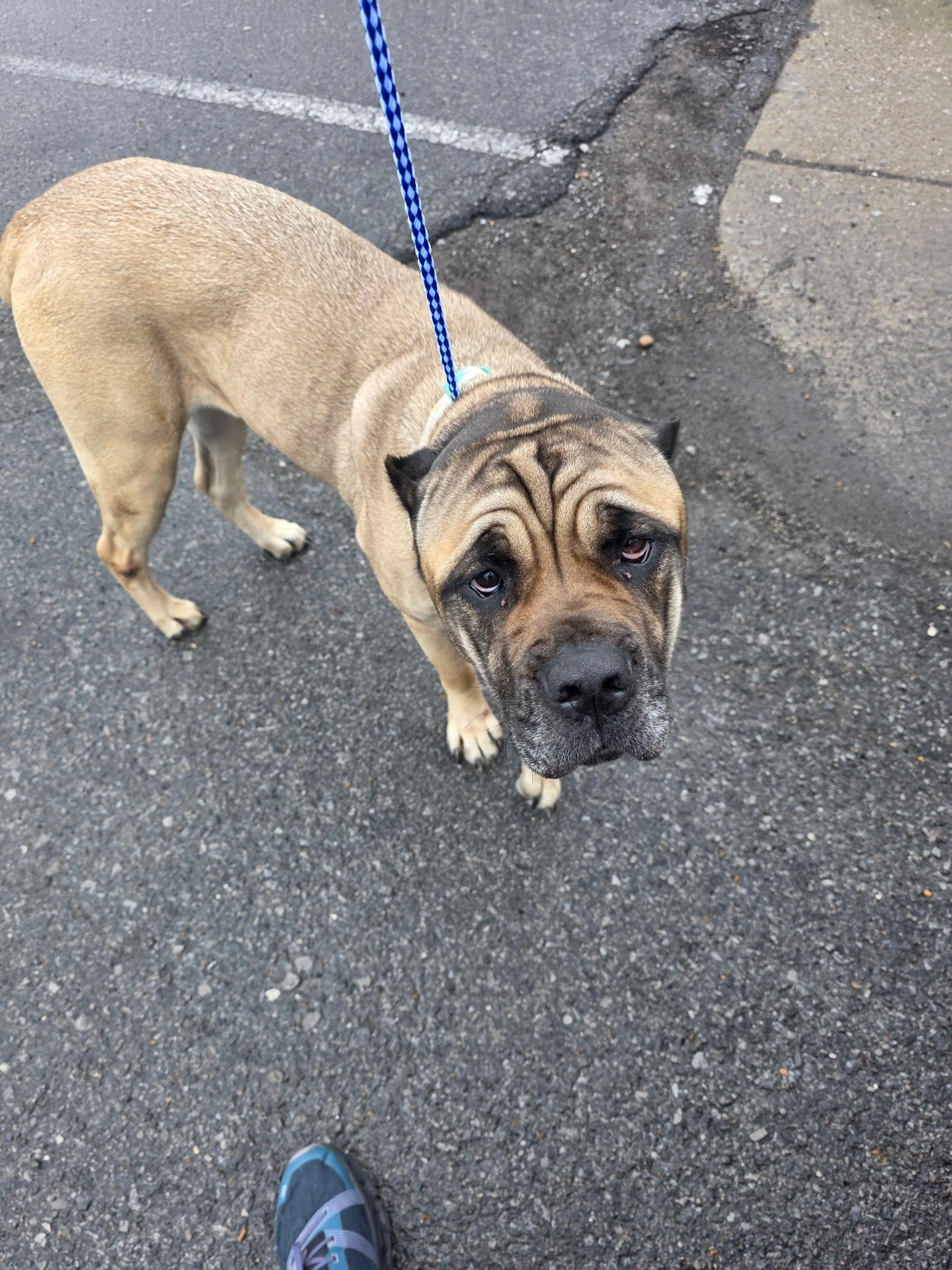 Riot, ADOPTABLE, Adult Female Cane Corso.