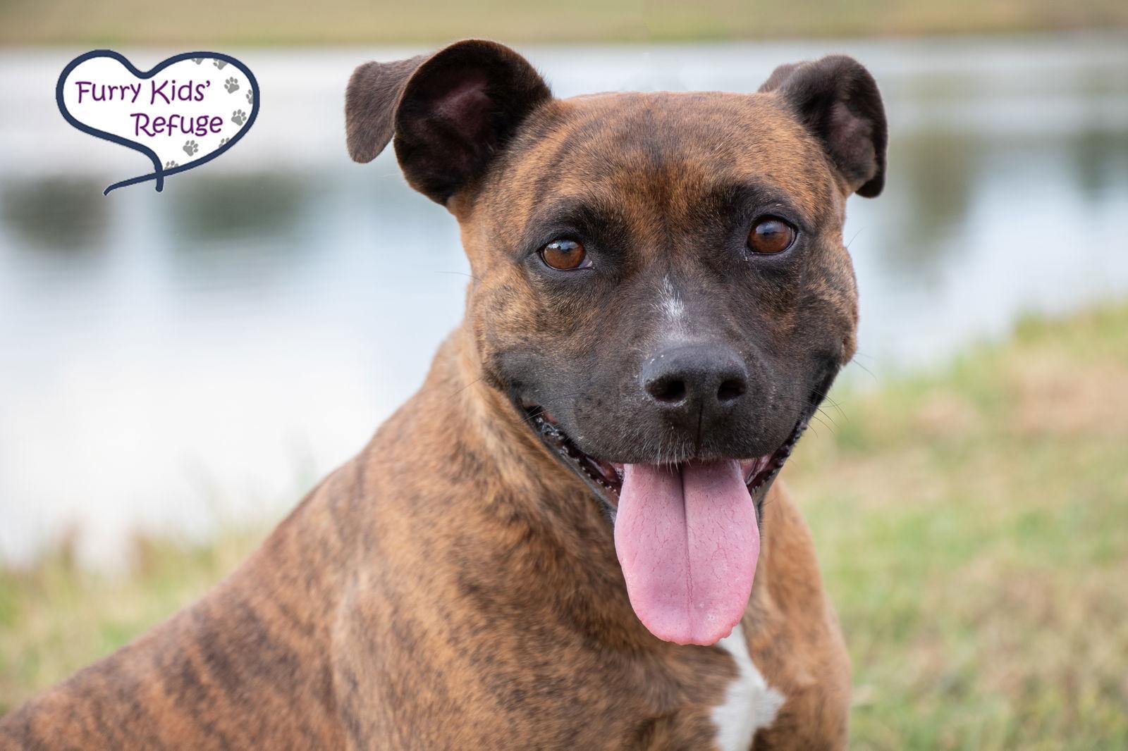 Darla, Adoptable, Adult Female American Staffordshire Terrier.