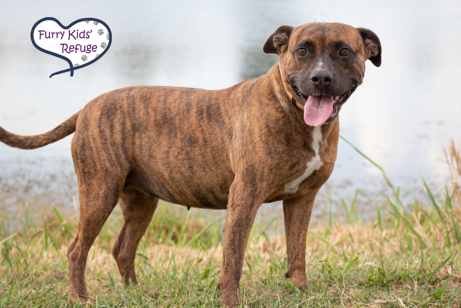 Enlarge Darla, a Adoptable American Staffordshire Terrier in Lee's Summit, MO image 2/3