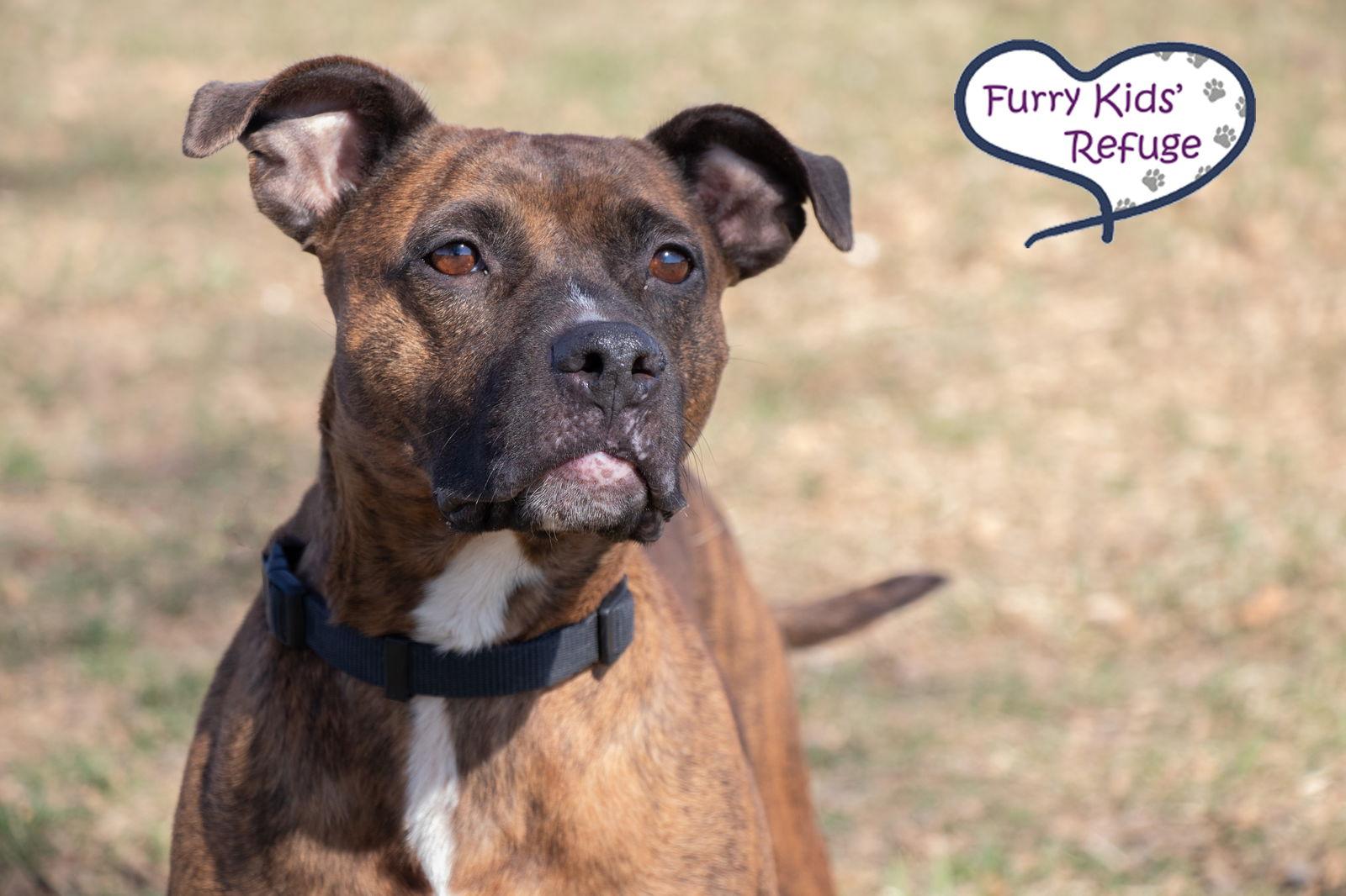 Enlarge Darla, a Adoptable American Staffordshire Terrier in Lee's Summit, MO image 3/3