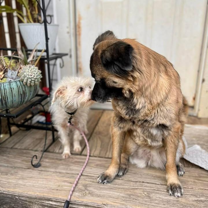 Enlarge Diva (20260318-09), an adopted mixed breed in Niagara on the Lake, ON image 6/6