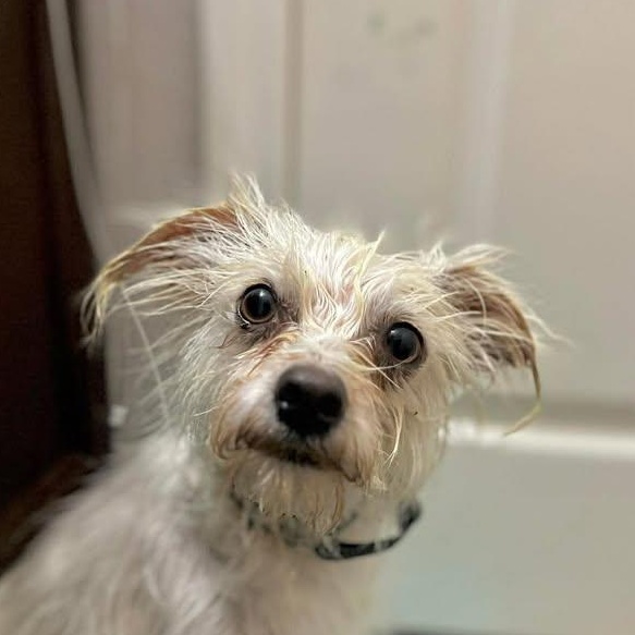 Enlarge Diva (20260318-09), an adopted mixed breed in Niagara on the Lake, ON image 2/6