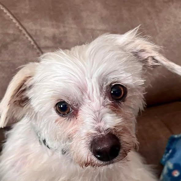 Diva (20260318-09), adopted, Adult Female Maltese.