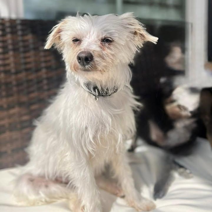 Enlarge Diva (20260318-09), an adopted mixed breed in Niagara on the Lake, ON image 4/6