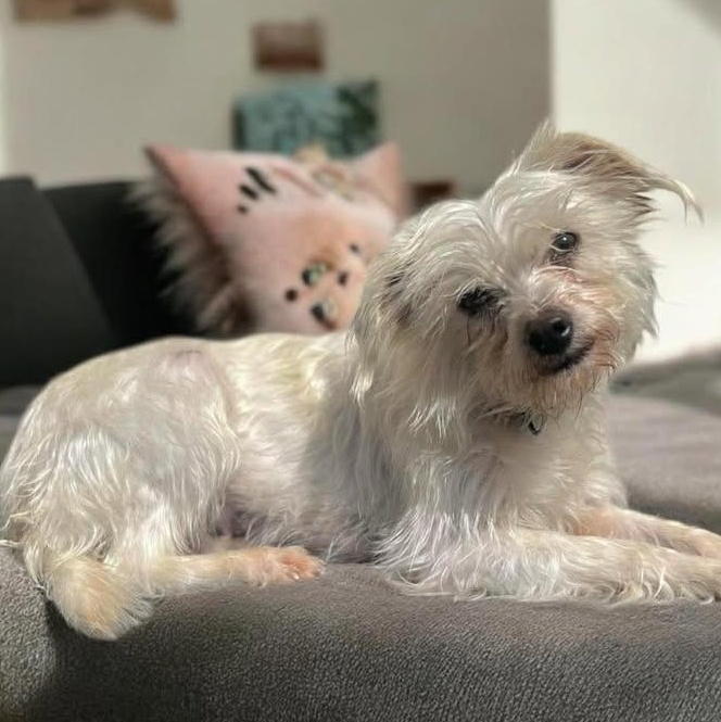 Enlarge Diva (20260318-09), an adopted mixed breed in Niagara on the Lake, ON image 5/6