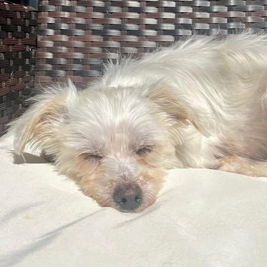 Enlarge Diva (20260318-09), an adopted mixed breed in Niagara on the Lake, ON image 3/6