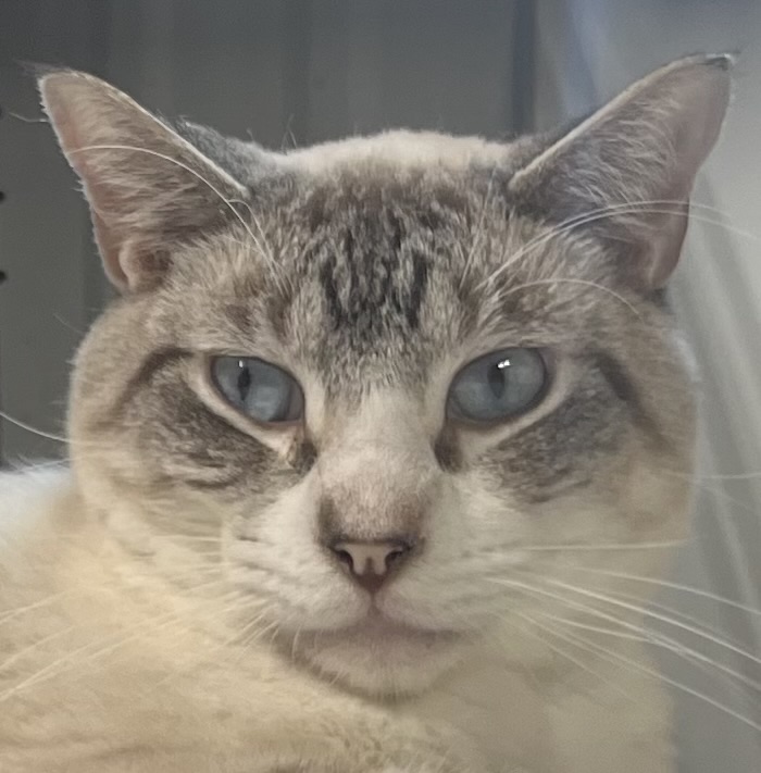 Strike Me Out, an adoptable Siamese in Lees Summit, MO, 64063 | Photo Image 1