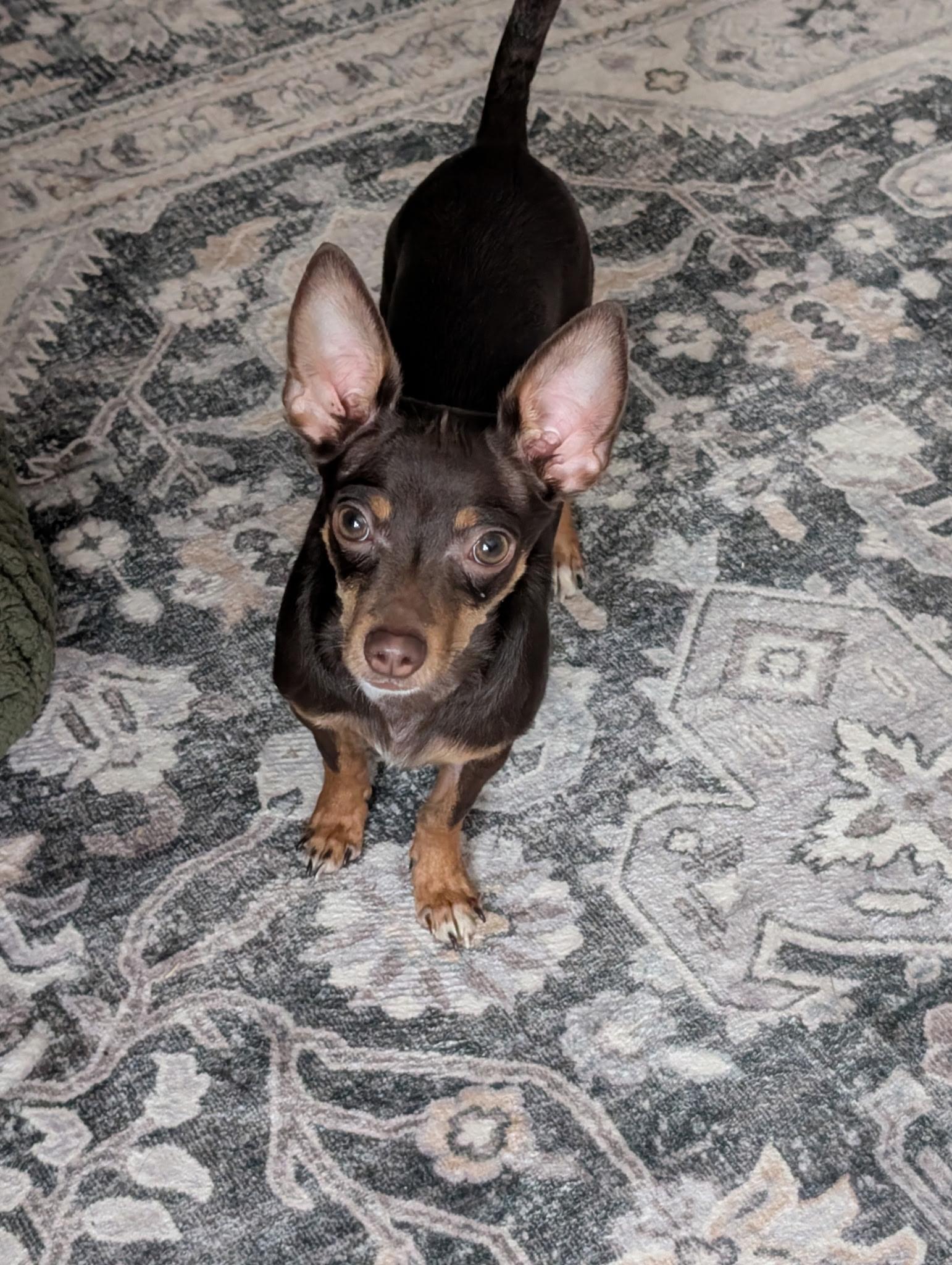 Enlarge Olive, a ADOPTABLE mixed breed in Bettendorf, IA image 3/4