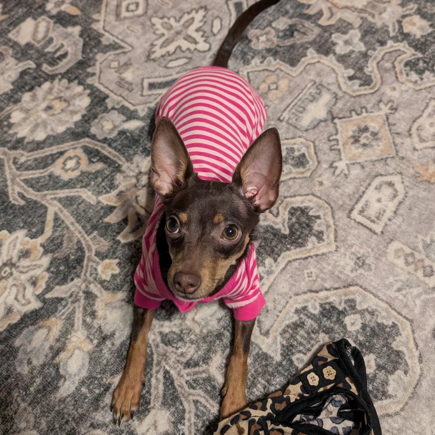 Enlarge Olive, a ADOPTABLE mixed breed in Bettendorf, IA image 1/4