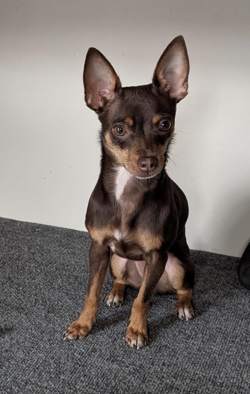Olive, ADOPTABLE, Puppy Female Chihuahua.