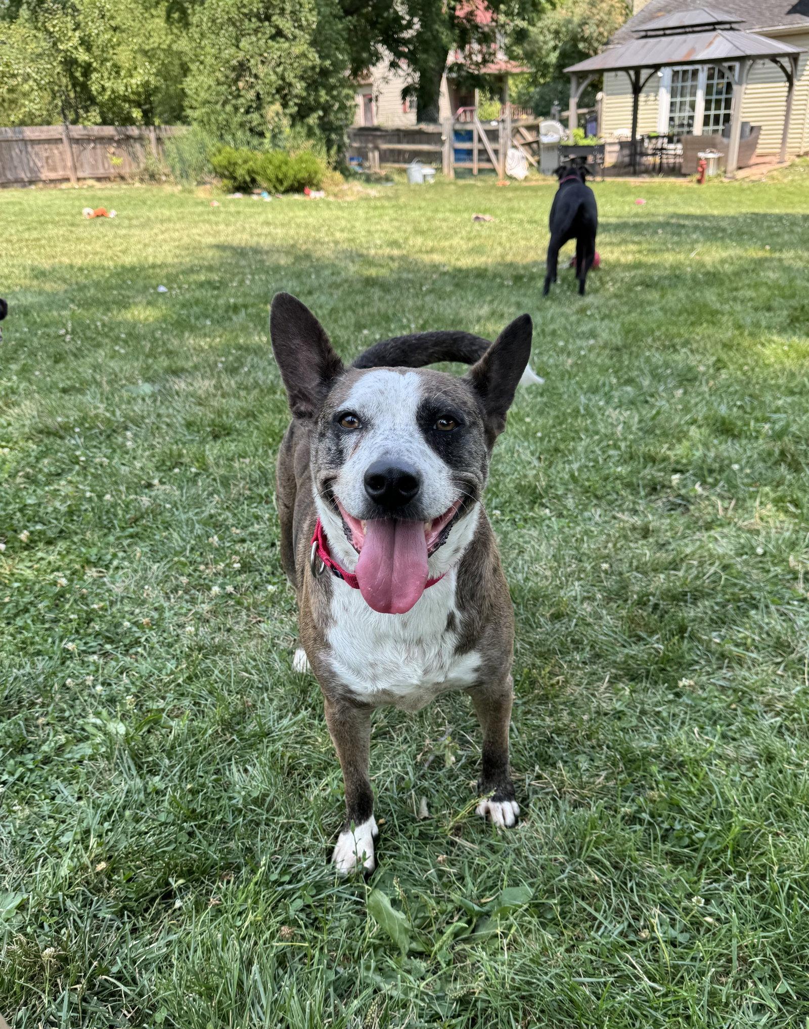Leo, Adoptable, Adult Male Cattle Dog & Corgi.