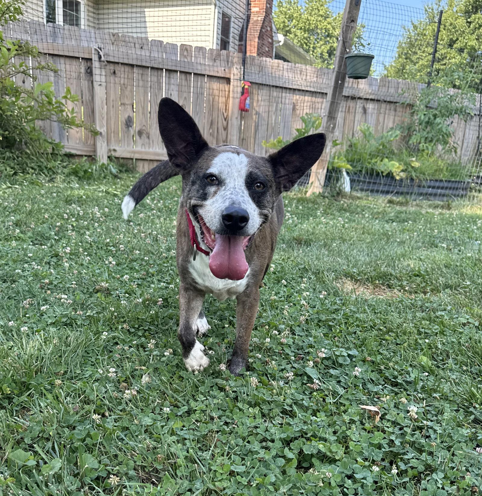 Leo, a Adoptable mixed breed in Doylestown, PA image 2/3