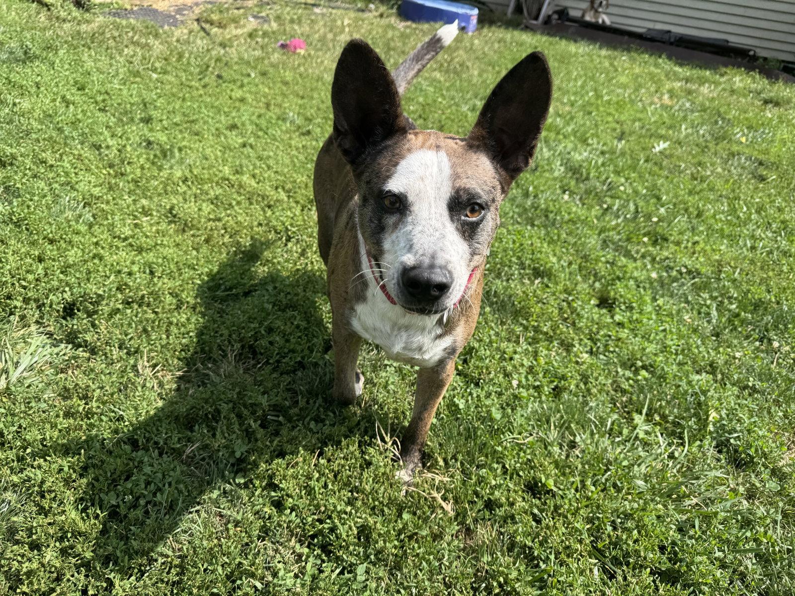Leo, a Adoptable mixed breed in Doylestown, PA image 3/3