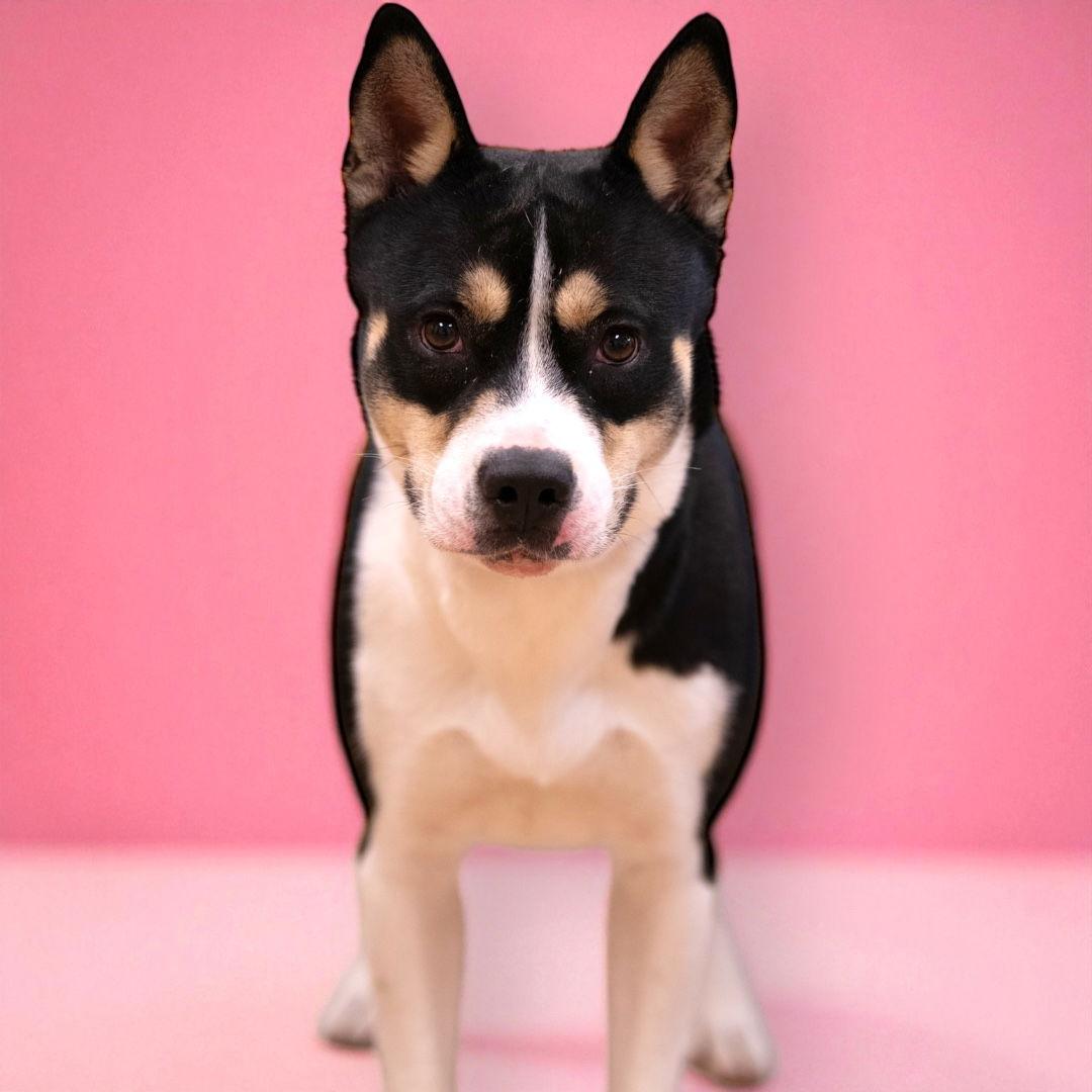 Enlarge Foxy, a Adoptable mixed breed in Richardson, TX image 1/3