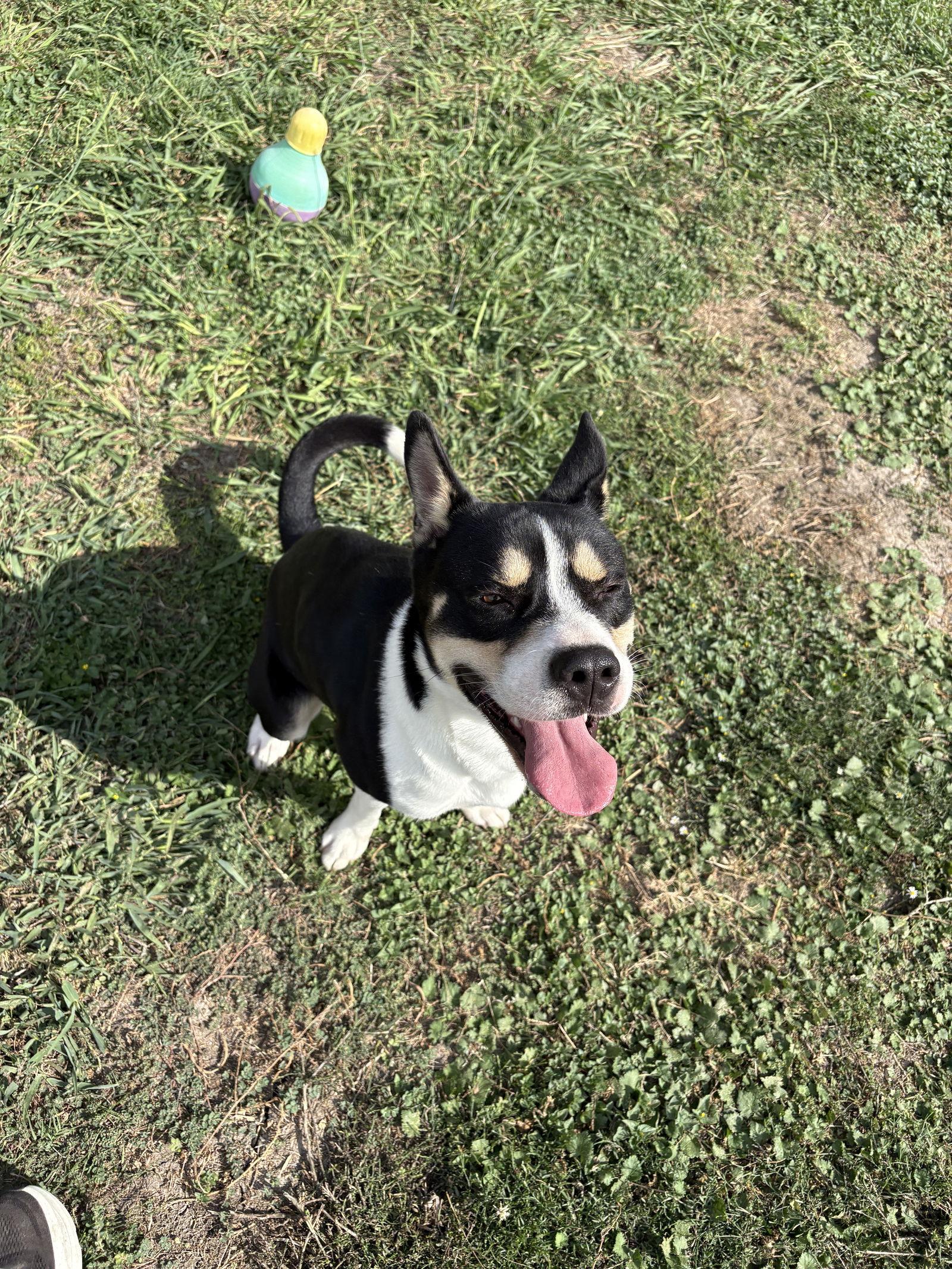 Enlarge Foxy, a Adoptable mixed breed in Richardson, TX image 3/3