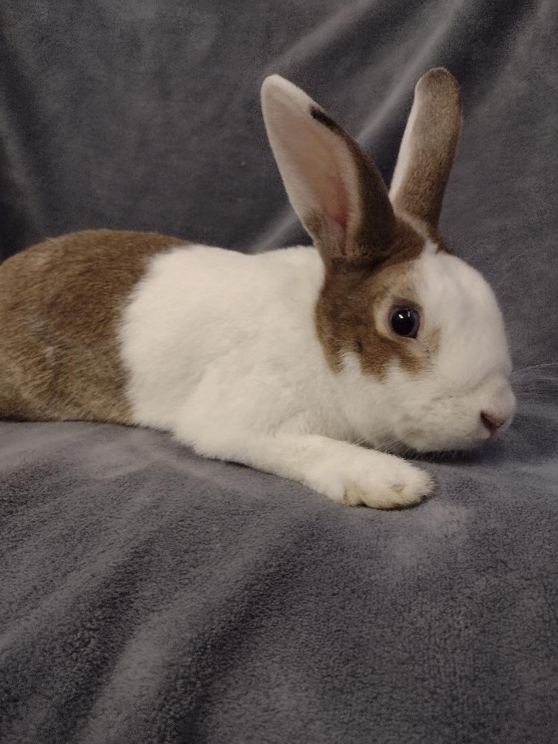 Bolt, ADOPTABLE, Adult Male Dutch.
