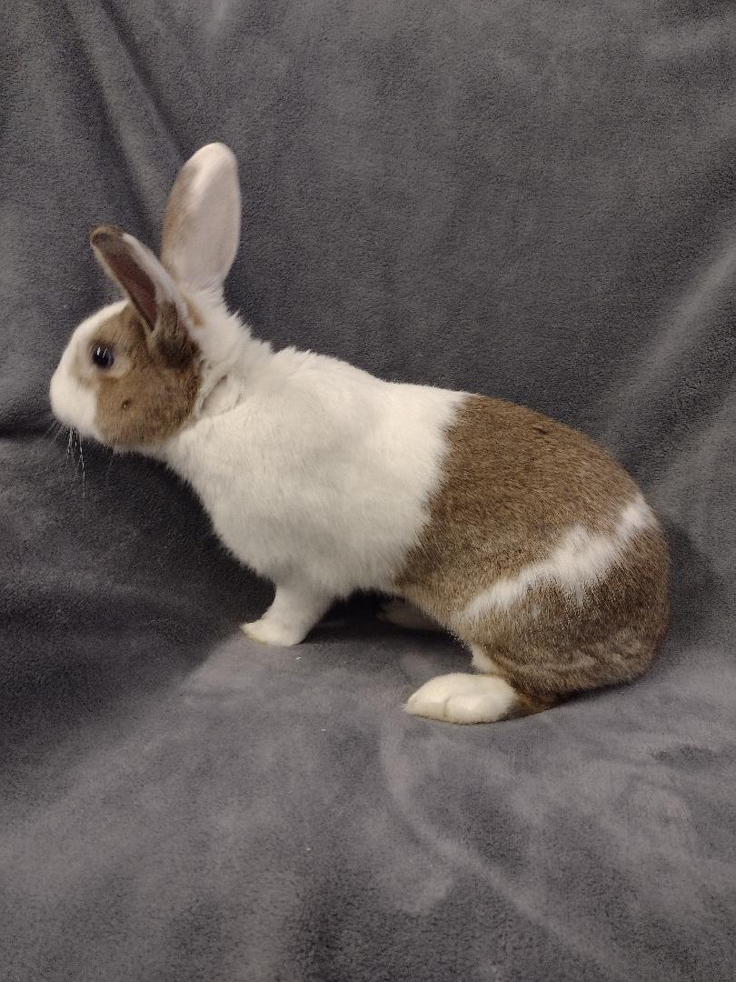 Bolt, a ADOPTABLE Dutch in Plymouth, MI image 4/4