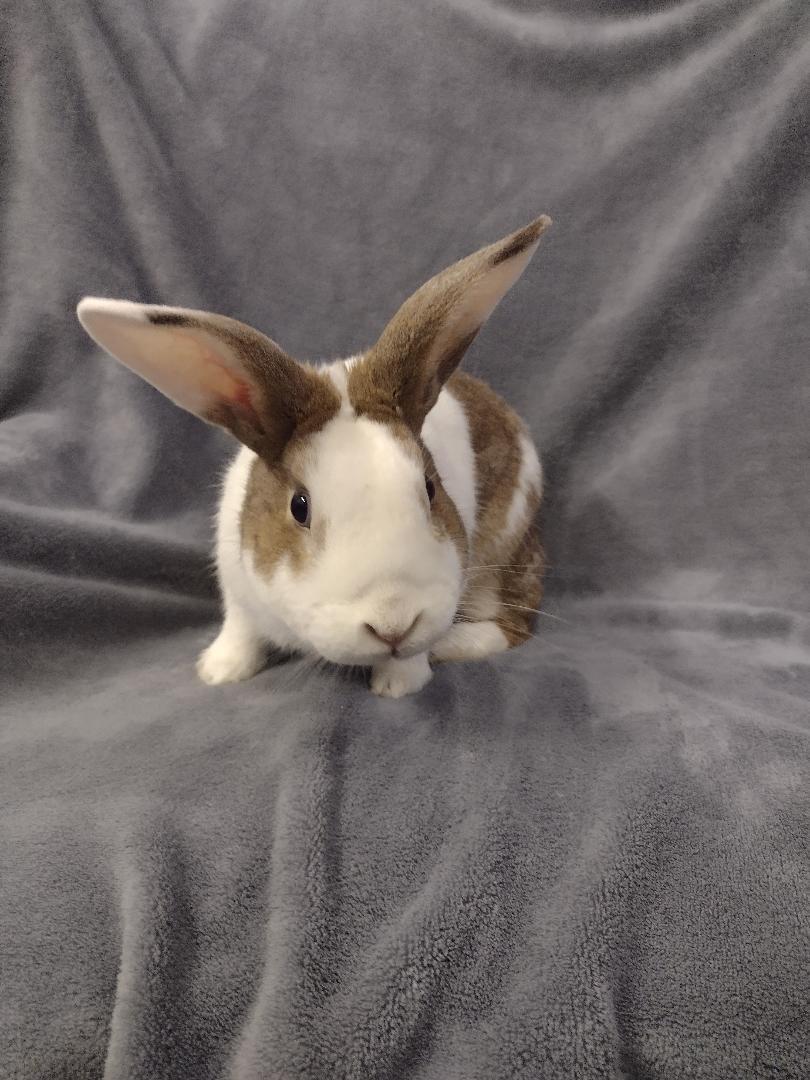 Bolt, a ADOPTABLE Dutch in Plymouth, MI image 2/4