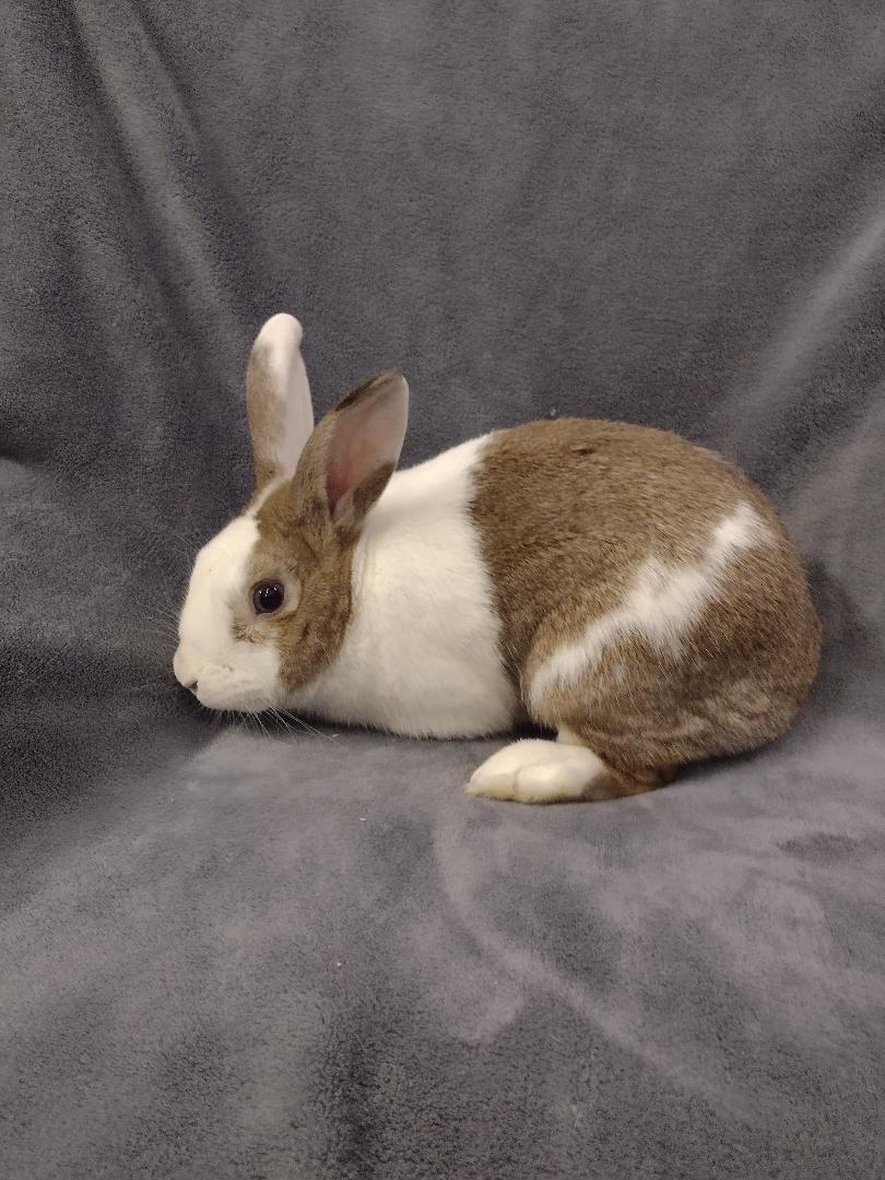 Bolt, a ADOPTABLE Dutch in Plymouth, MI image 3/4