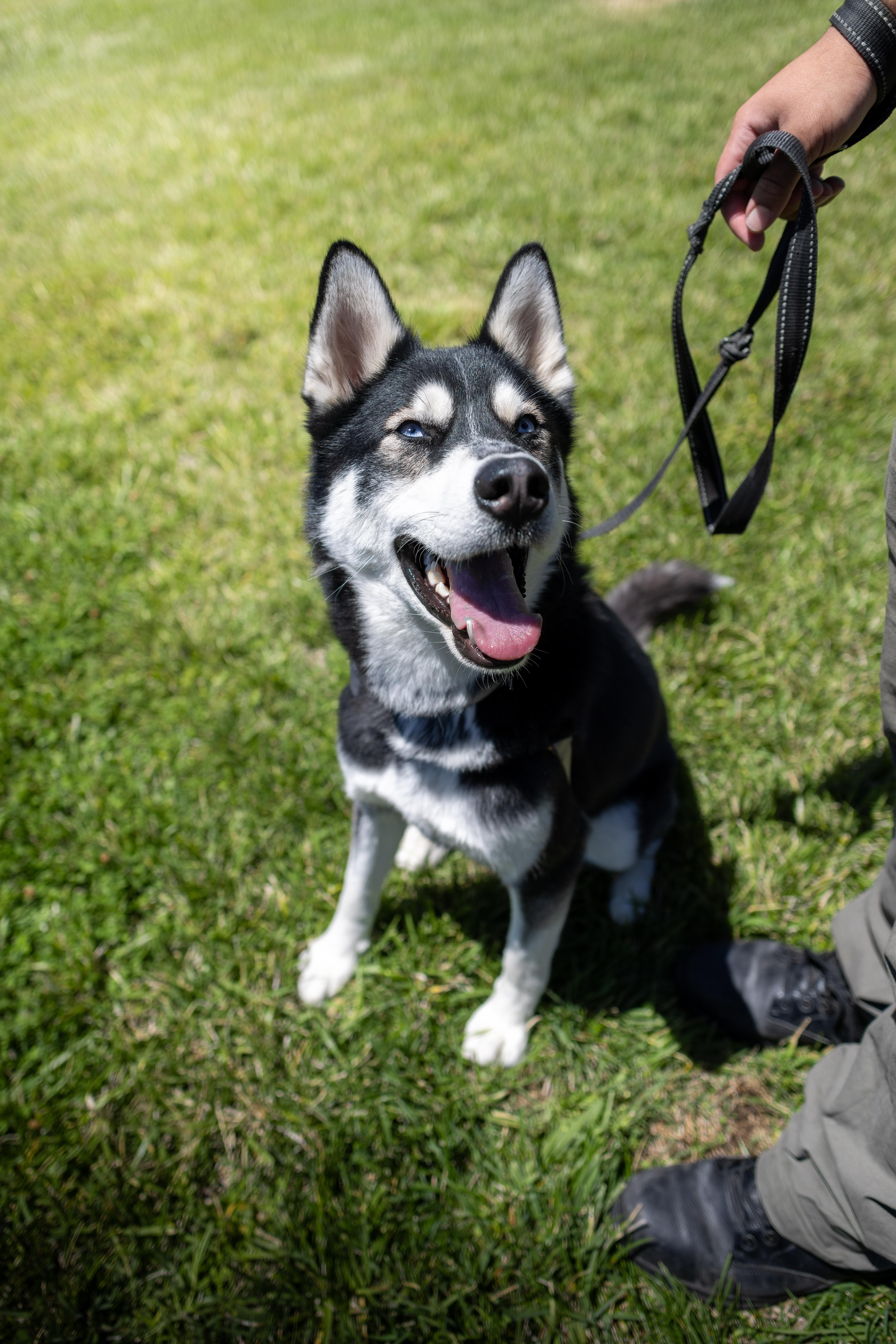 Burger King - Adoption fee fully sponsored by Frank and Terry Glazewski, a Adoptable mixed breed in Chico, CA image 1/4