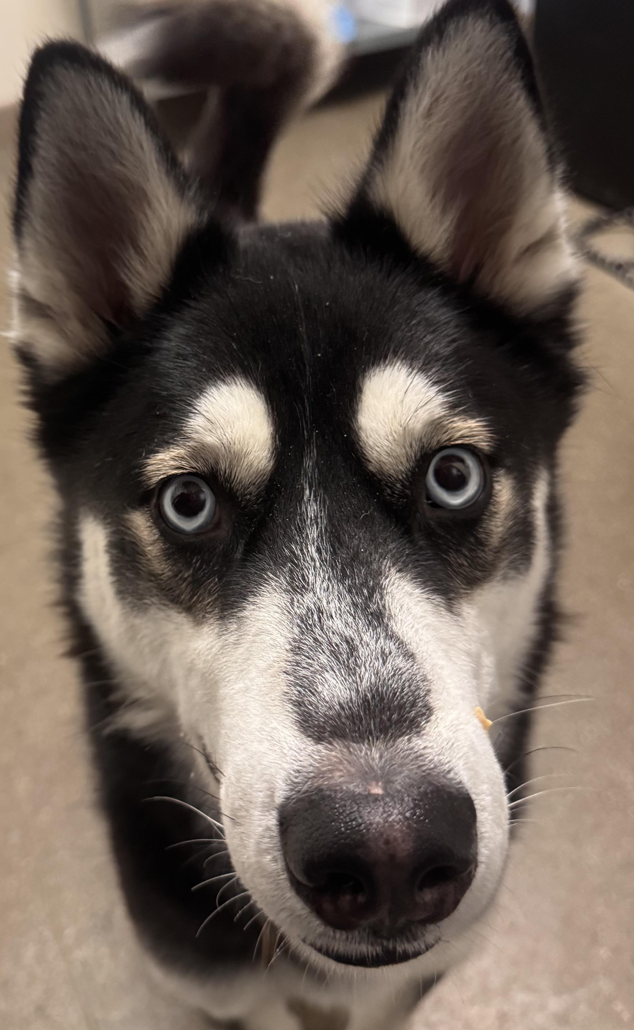Burger King - Adoption fee fully sponsored by Frank and Terry Glazewski, a Adoptable mixed breed in Chico, CA image 2/4