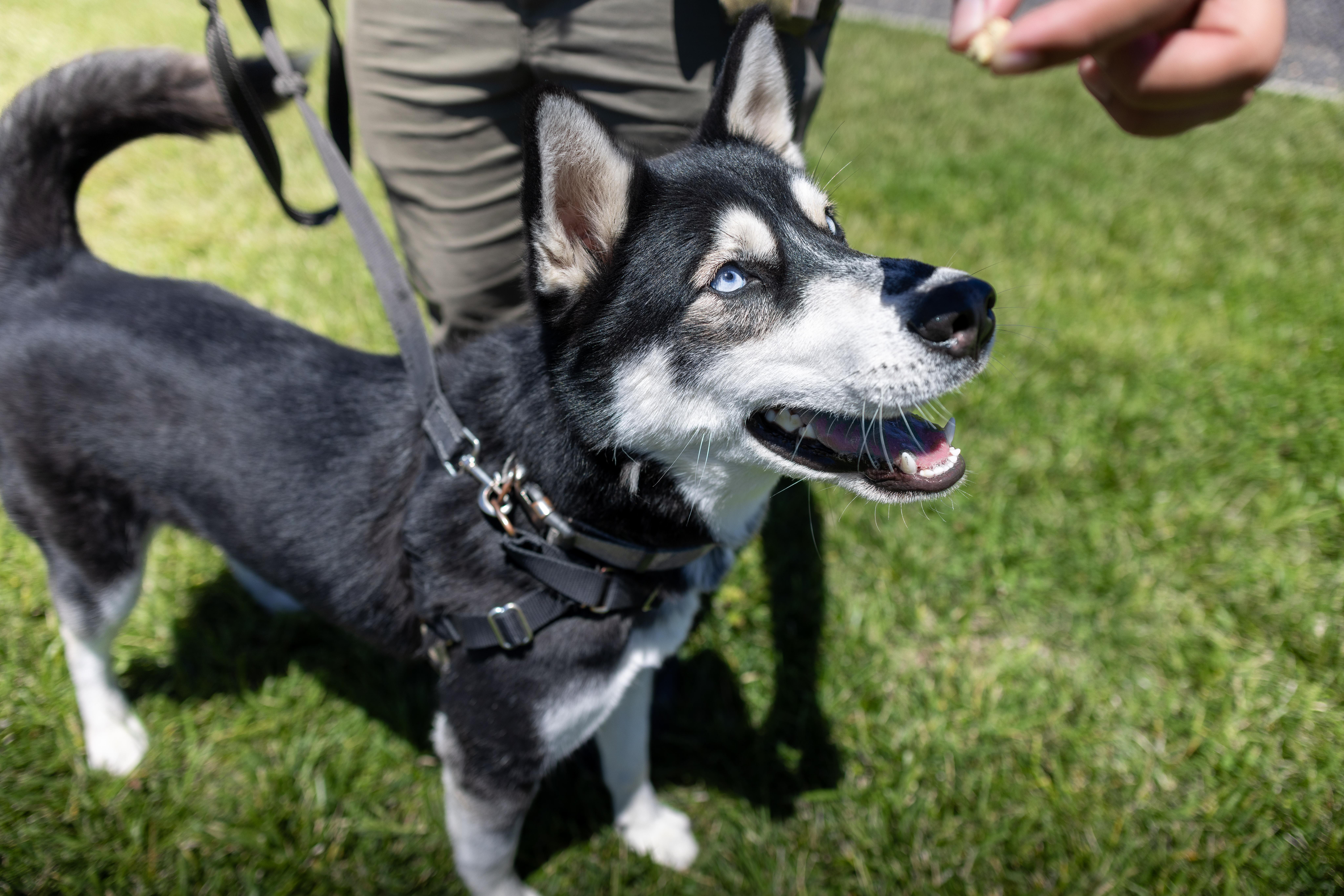 Burger King - Adoption fee fully sponsored by Frank and Terry Glazewski, a Adoptable mixed breed in Chico, CA image 3/4