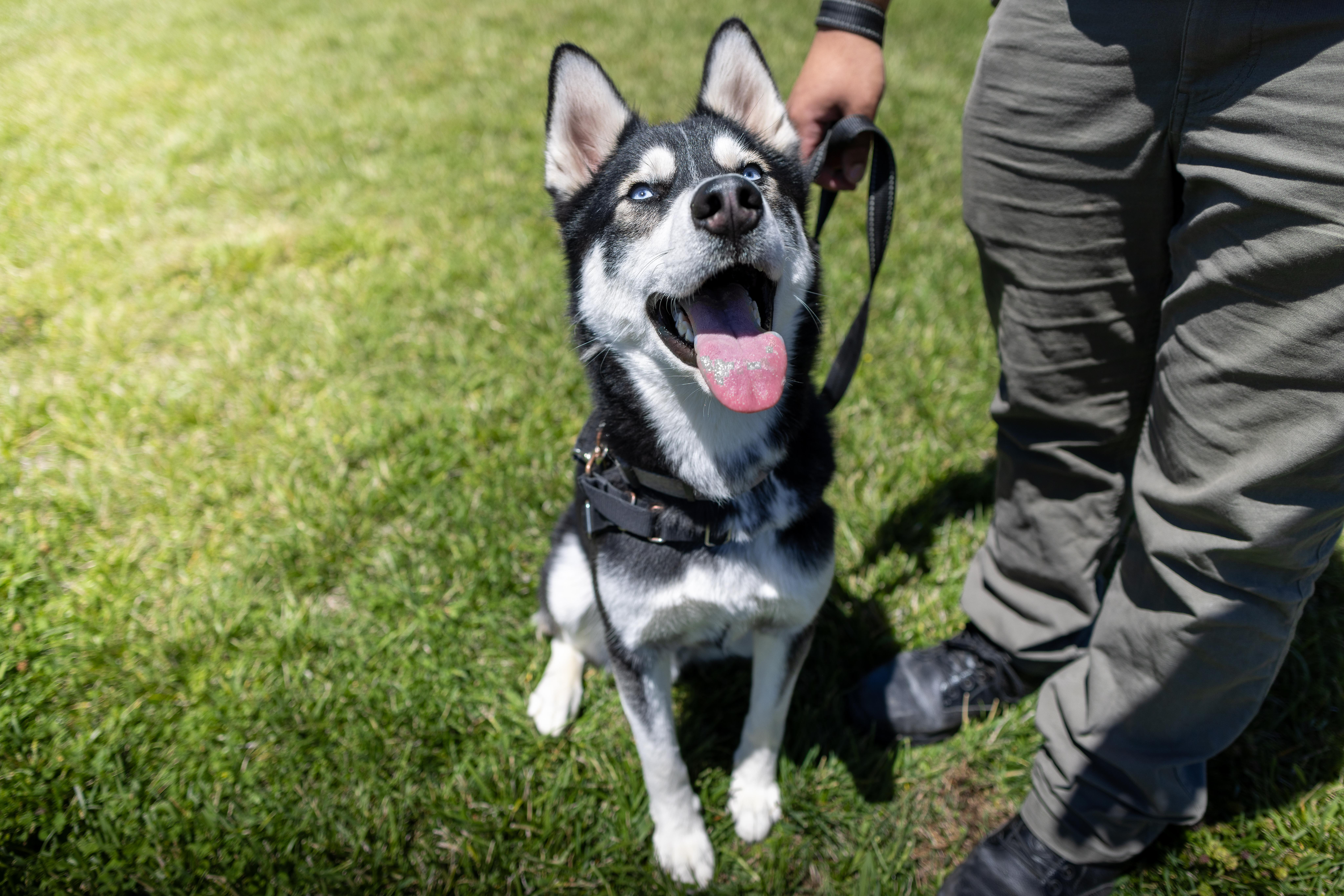 Burger King - Adoption fee fully sponsored by Frank and Terry Glazewski, a Adoptable mixed breed in Chico, CA image 4/4