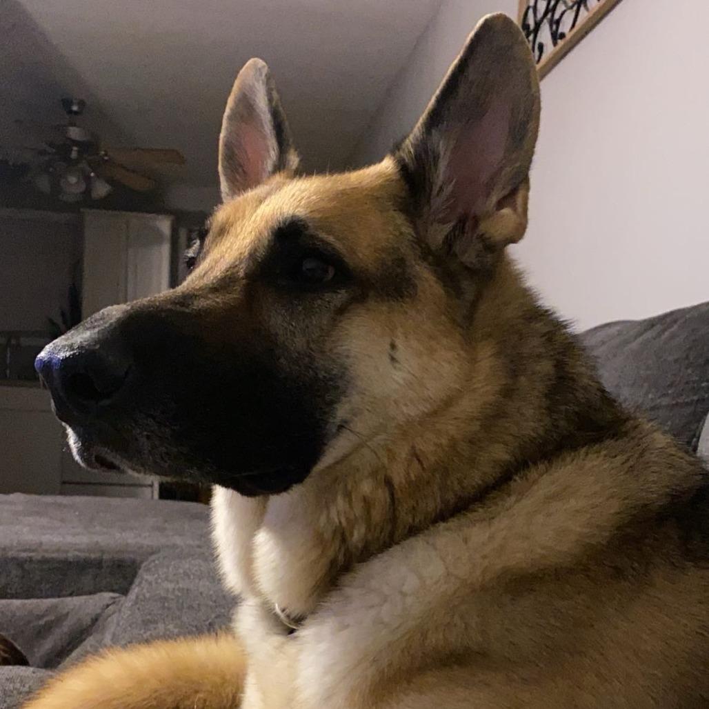Koda - *Courtesy Listing*, Adoptable, Senior Male German Shepherd Dog.
