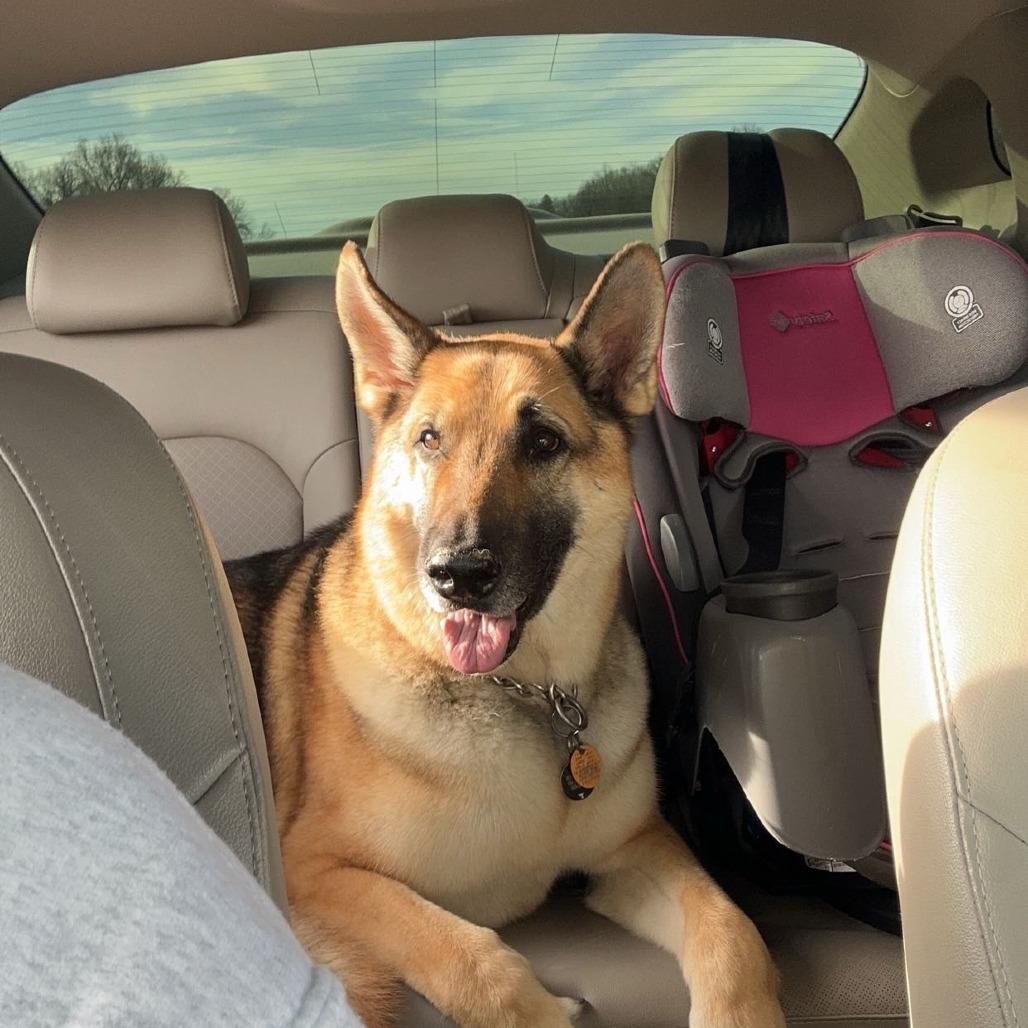 Enlarge Koda - *Courtesy Listing*, a Adoptable German Shepherd Dog in Van Horne, IA image 2/5