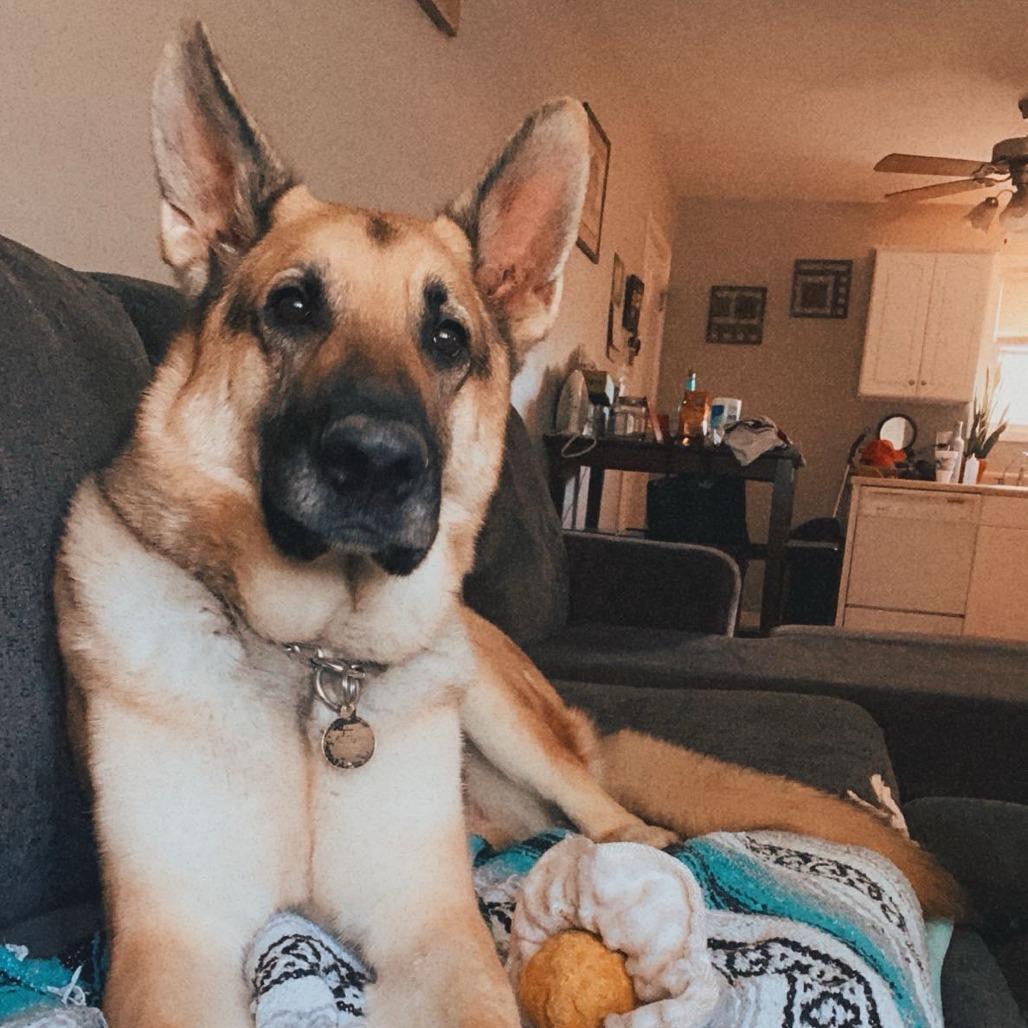 Enlarge Koda - *Courtesy Listing*, a Adoptable German Shepherd Dog in Van Horne, IA image 3/5