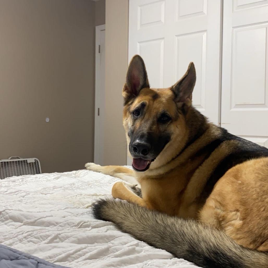 Enlarge Koda - *Courtesy Listing*, a Adoptable German Shepherd Dog in Van Horne, IA image 4/5