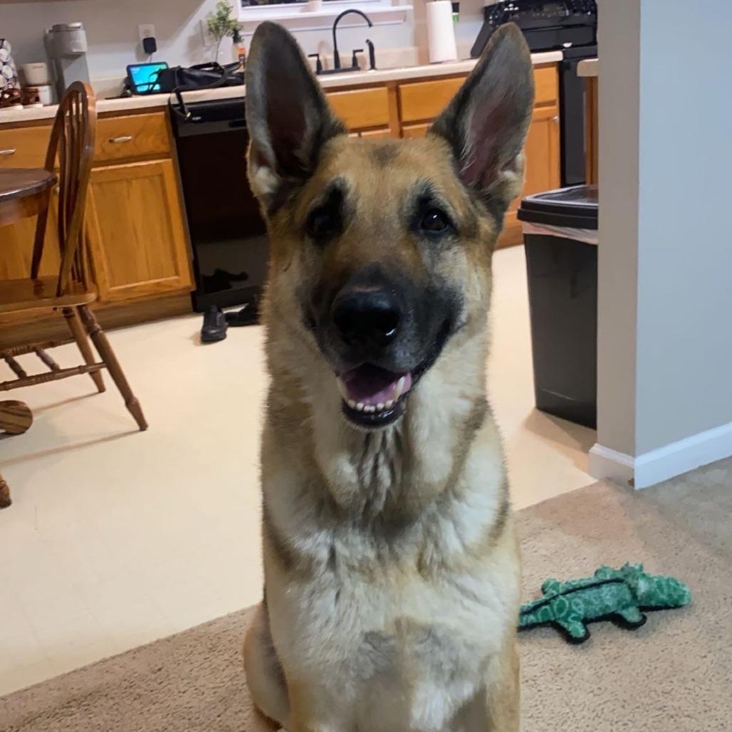 Enlarge Koda - *Courtesy Listing*, a Adoptable German Shepherd Dog in Van Horne, IA image 5/5