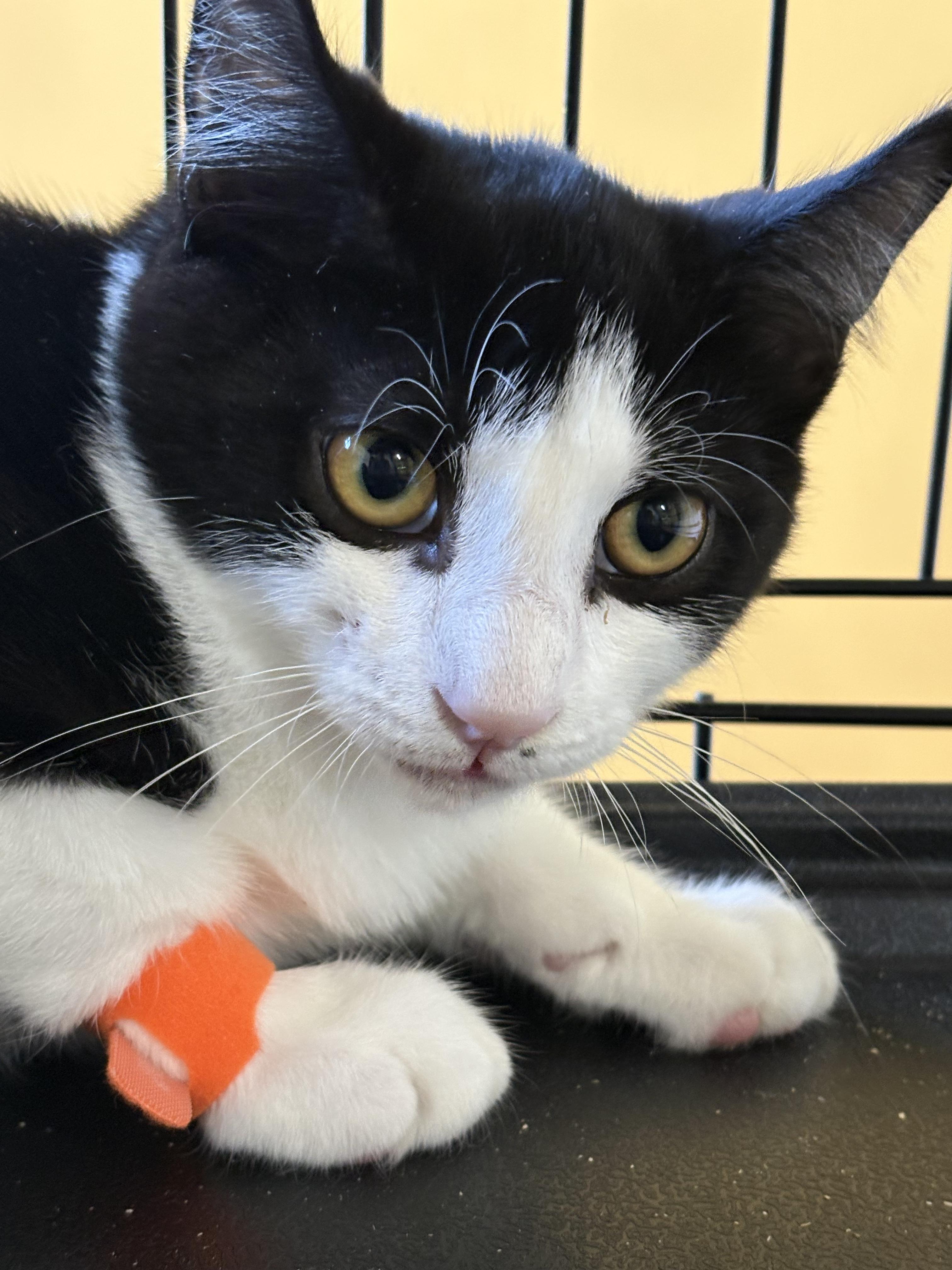 Moe, Adoptable, Kitten Male Tuxedo.
