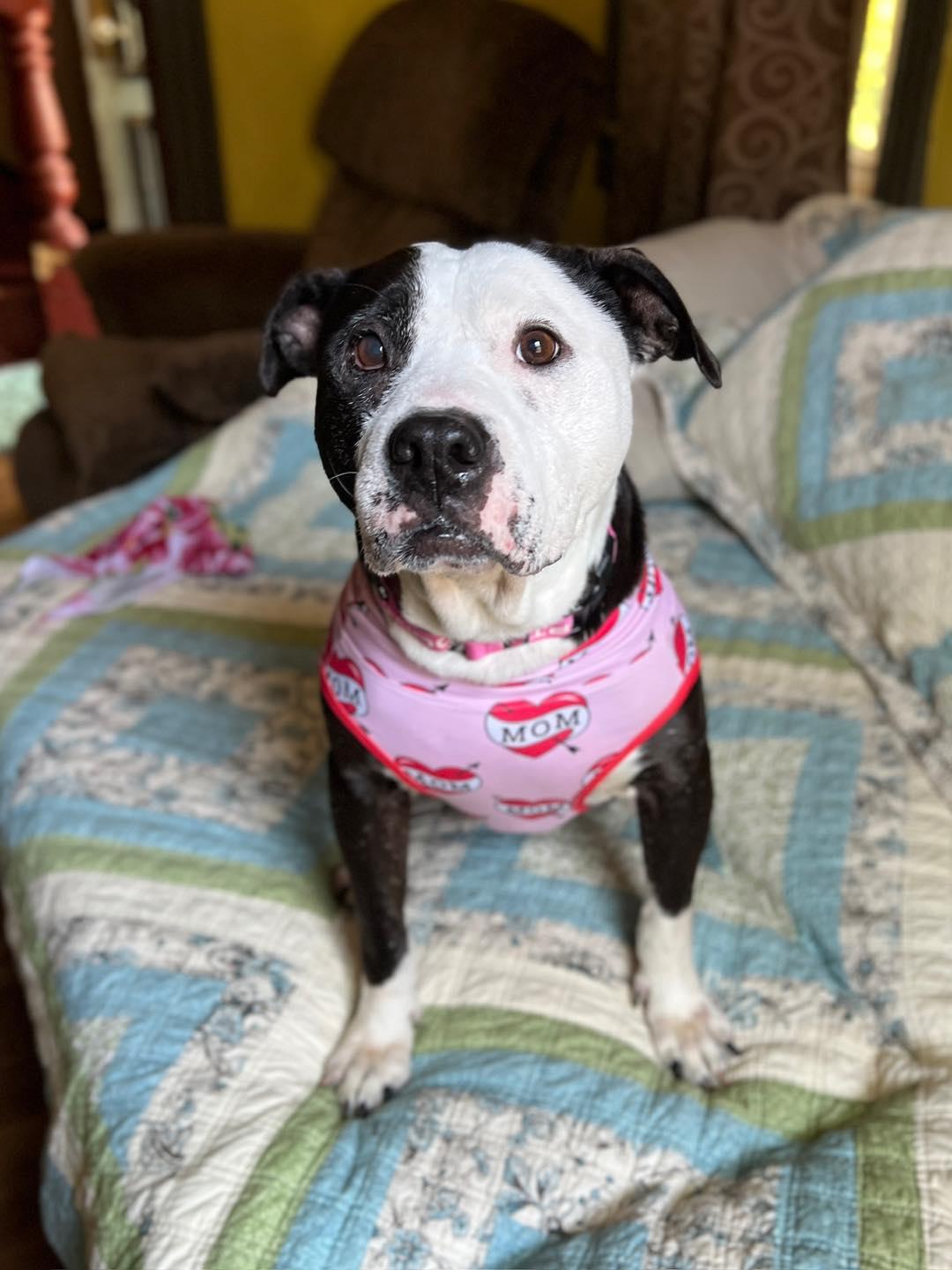 Mazie, Adult Female Pit Bull Terrier