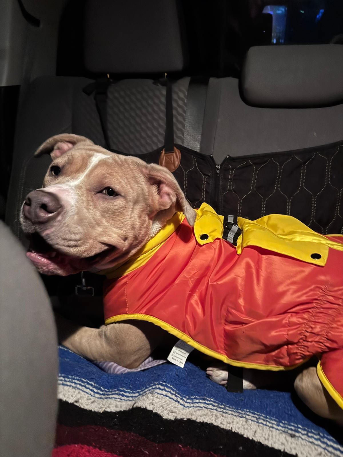 Enlarge Maple, a ADOPTABLE mixed breed in Oakville, ON image 2/5