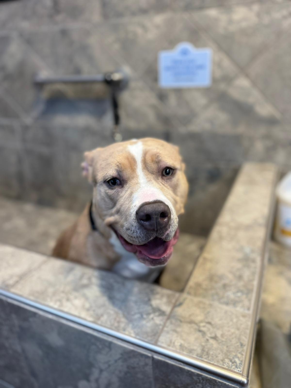 Enlarge Maple, a ADOPTABLE mixed breed in Oakville, ON image 4/5