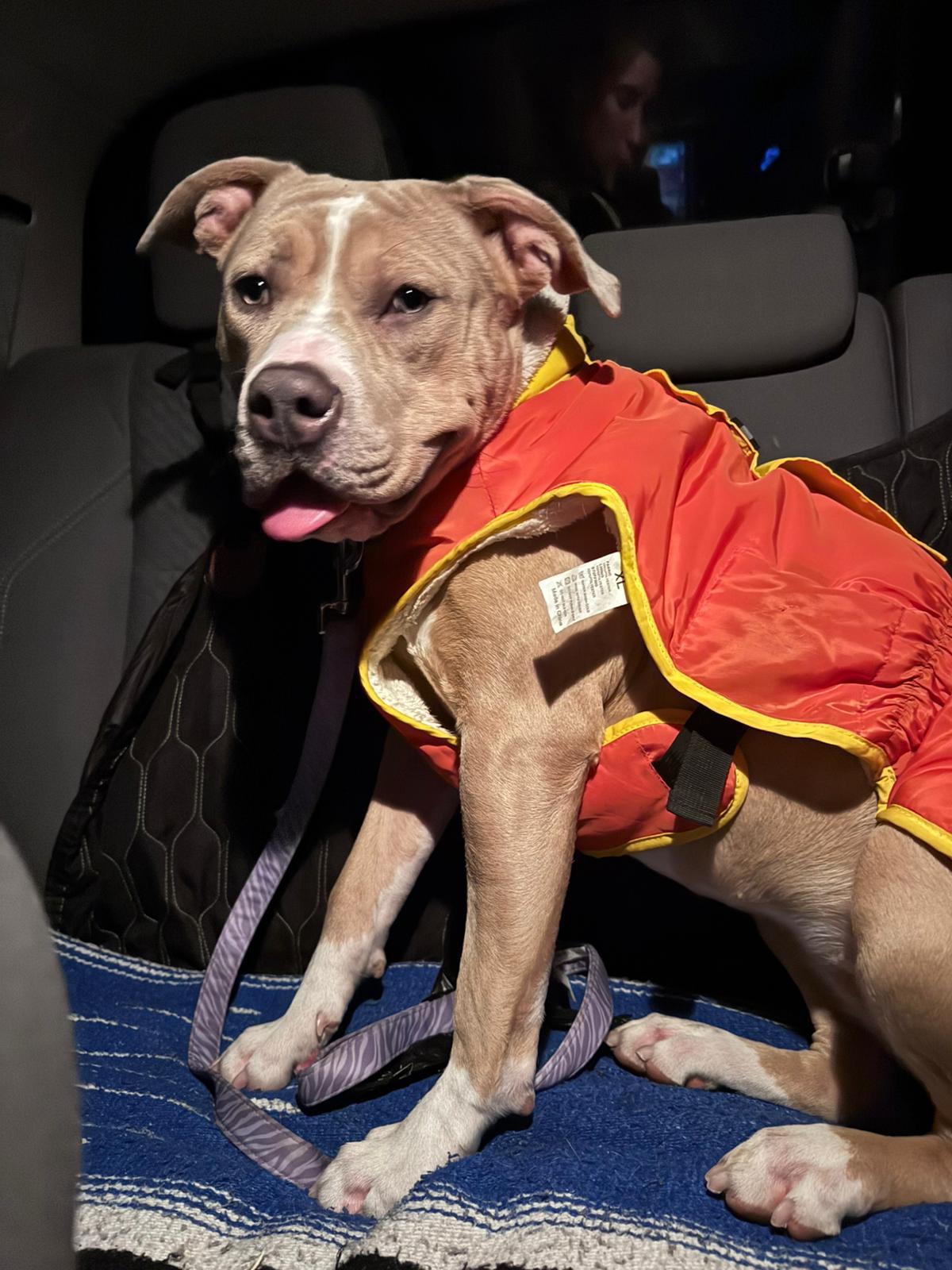 Enlarge Maple, a ADOPTABLE mixed breed in Oakville, ON image 5/5