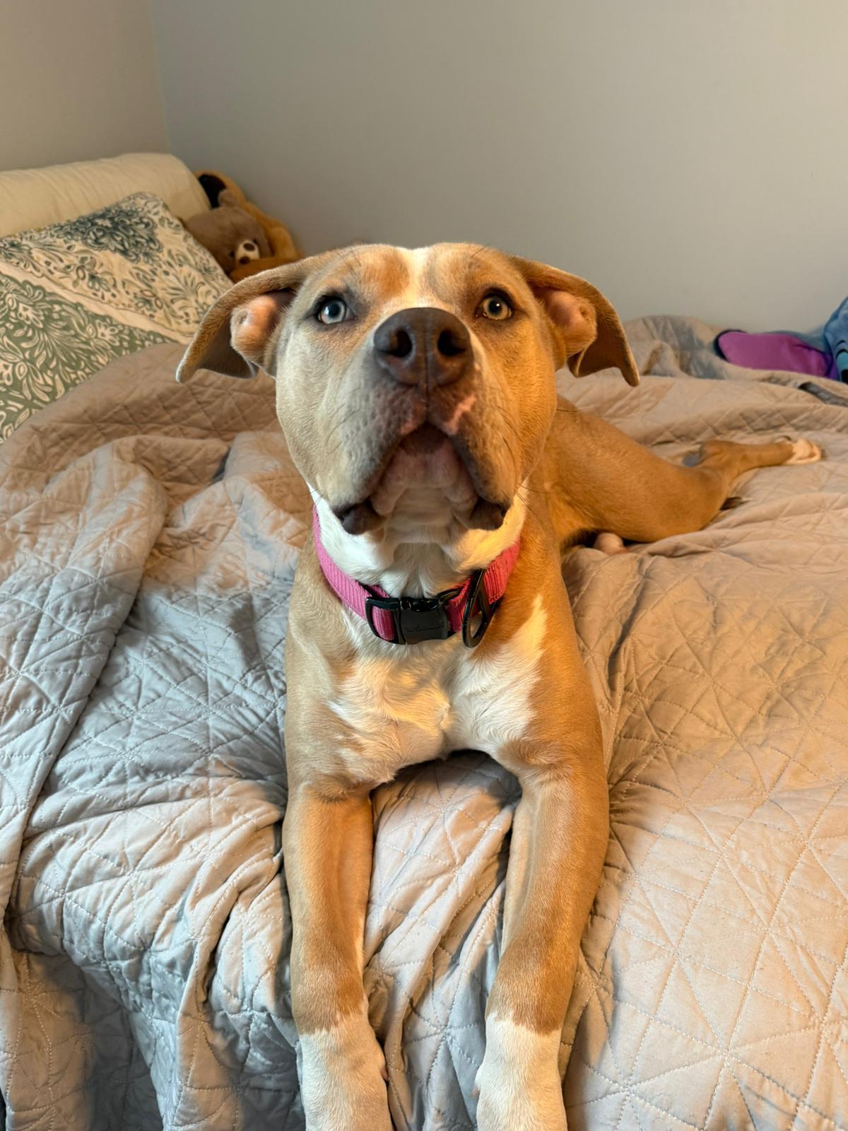 Enlarge Maple, a ADOPTABLE mixed breed in Oakville, ON image 3/5