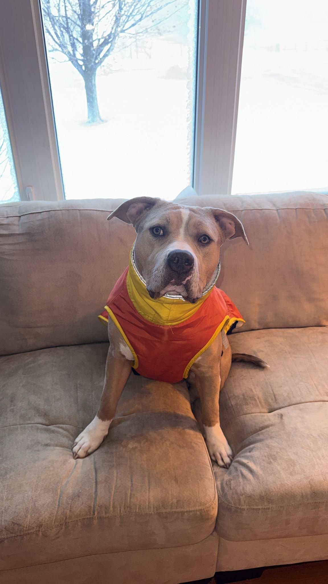 Maple, ADOPTABLE, Young Female American Bully & Mastiff.