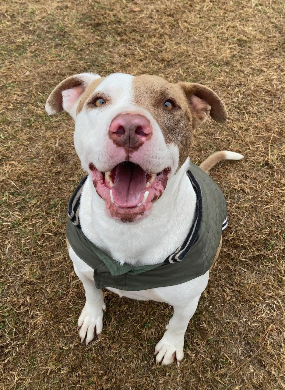 Bronco, a Adoptable Pit Bull Terrier in Gun Barrel City, TX image 1/6