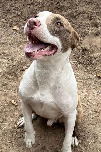 Bronco, a Adoptable Pit Bull Terrier in Gun Barrel City, TX image 2/6