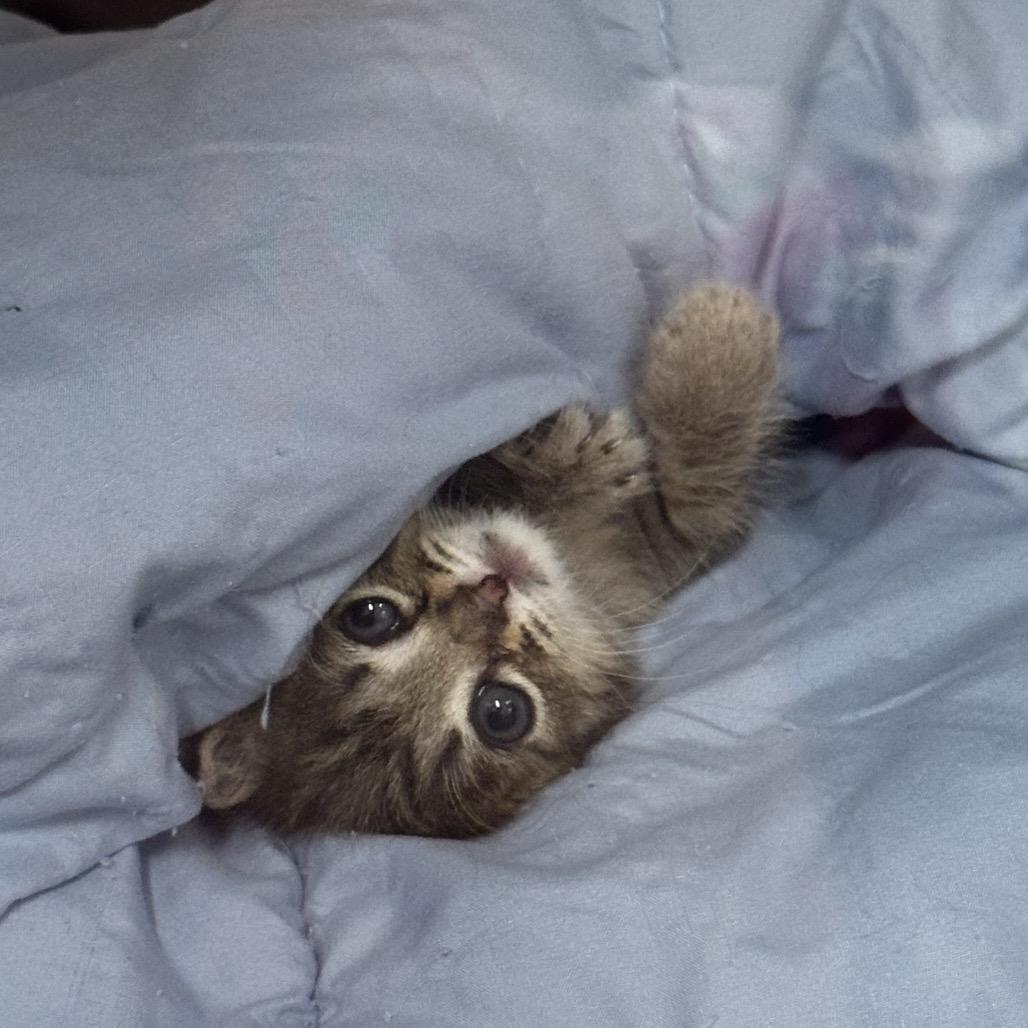 Dusty, Adoptable, Kitten Male Domestic Short Hair.