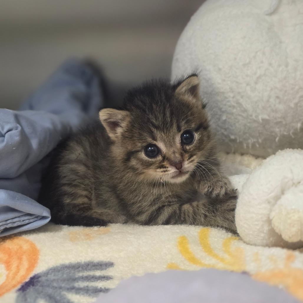 Enlarge Dusty, a Adoptable Domestic Short Hair in Phoenix, AZ image 2/6