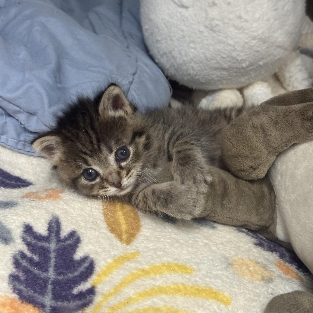 Enlarge Dusty, a Adoptable Domestic Short Hair in Phoenix, AZ image 3/6