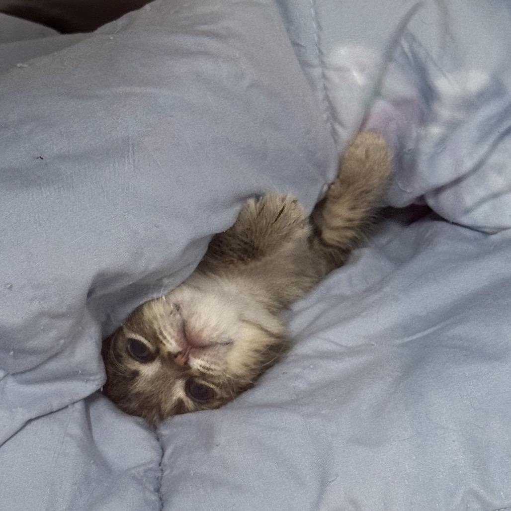 Enlarge Dusty, a Adoptable Domestic Short Hair in Phoenix, AZ image 4/6