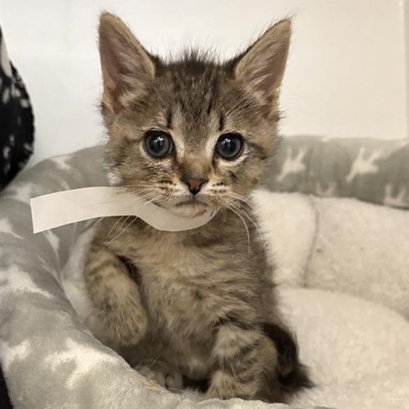 Enlarge Dusty, a Adoptable Domestic Short Hair in Phoenix, AZ image 5/6